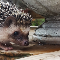 Apple Valley Hedgehogs