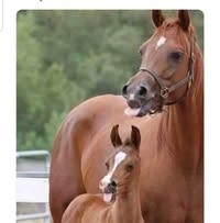 North Peace Equine Transport
