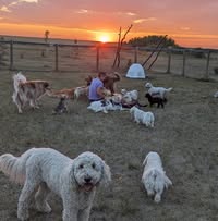 Anna's Ark Training, Walking & Sitting