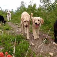 Mountain Mutts