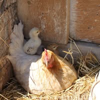 Miles's Free Range Eggs