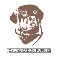 JC's Labrador Puppies