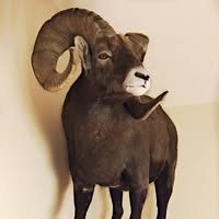 CS Taxidermy
