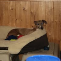 Animal control DV, Breton, Brazeau County