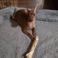 Mightymite Miniature Pinschers
