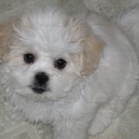 Canines, Cats, & Critters Pet grooming