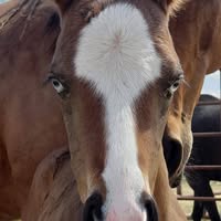 LK Quarter Horses