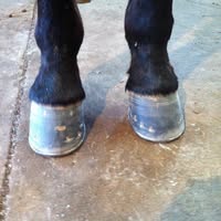 Quillan Lowry Farrier Service
