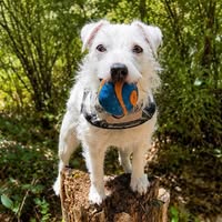 Foxwillow Jack Russell Terriers