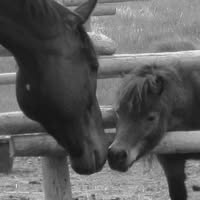 Mobile Equine Services