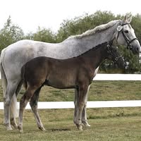 Apex Warmbloods
