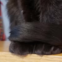 Gateway Companion Animal Clinic