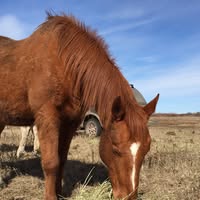Used Tack /Garage Sale