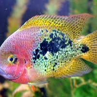 B and I Aquariums