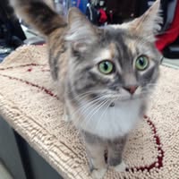 Petjunction Dauphin MB