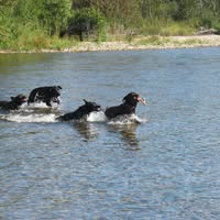 FoggyLake Labradors