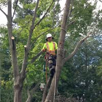 Plant&Sons Contracting Tree Services & Landscaping