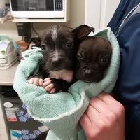 Almonte Veterinary Services