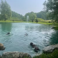 Ancaster Boarding and Doggy Daycare