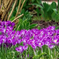 Paradise Landscaping