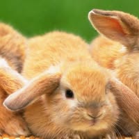Benjamin Bunny Nursery School