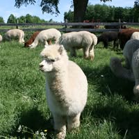 Les Alpagas de la Ferme Norli