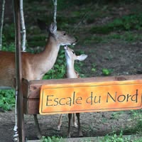 Escale du Nord