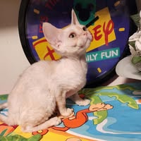 Wave Dancer Cornish Rex