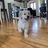 Élevage Émeraude