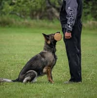 Centre canin de la mauricie