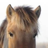 Horses in Rhythm