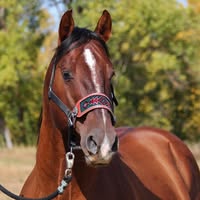 Souris Valley Quarter Horses