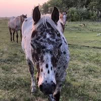 O-NO Ponies and Performance Horses