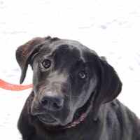 Faster Gun Labradors