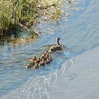 Swift Current Creek Watershed Stewards